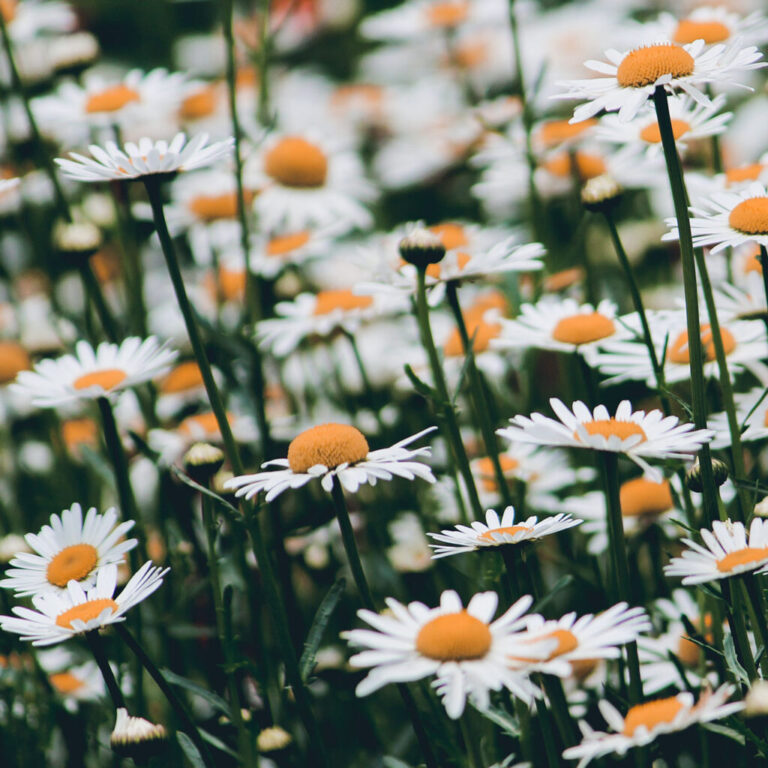 A tightly photographed image of daisies growing in a field
