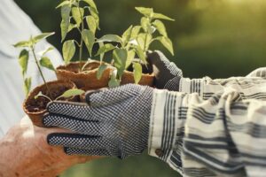 Hands in garden gloves holding a few small potted plants