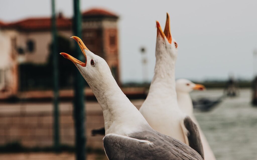 Perched seagulls with mouths open as if chatting