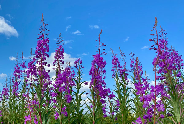 Fireweed against a blue sky with whispy clouds.