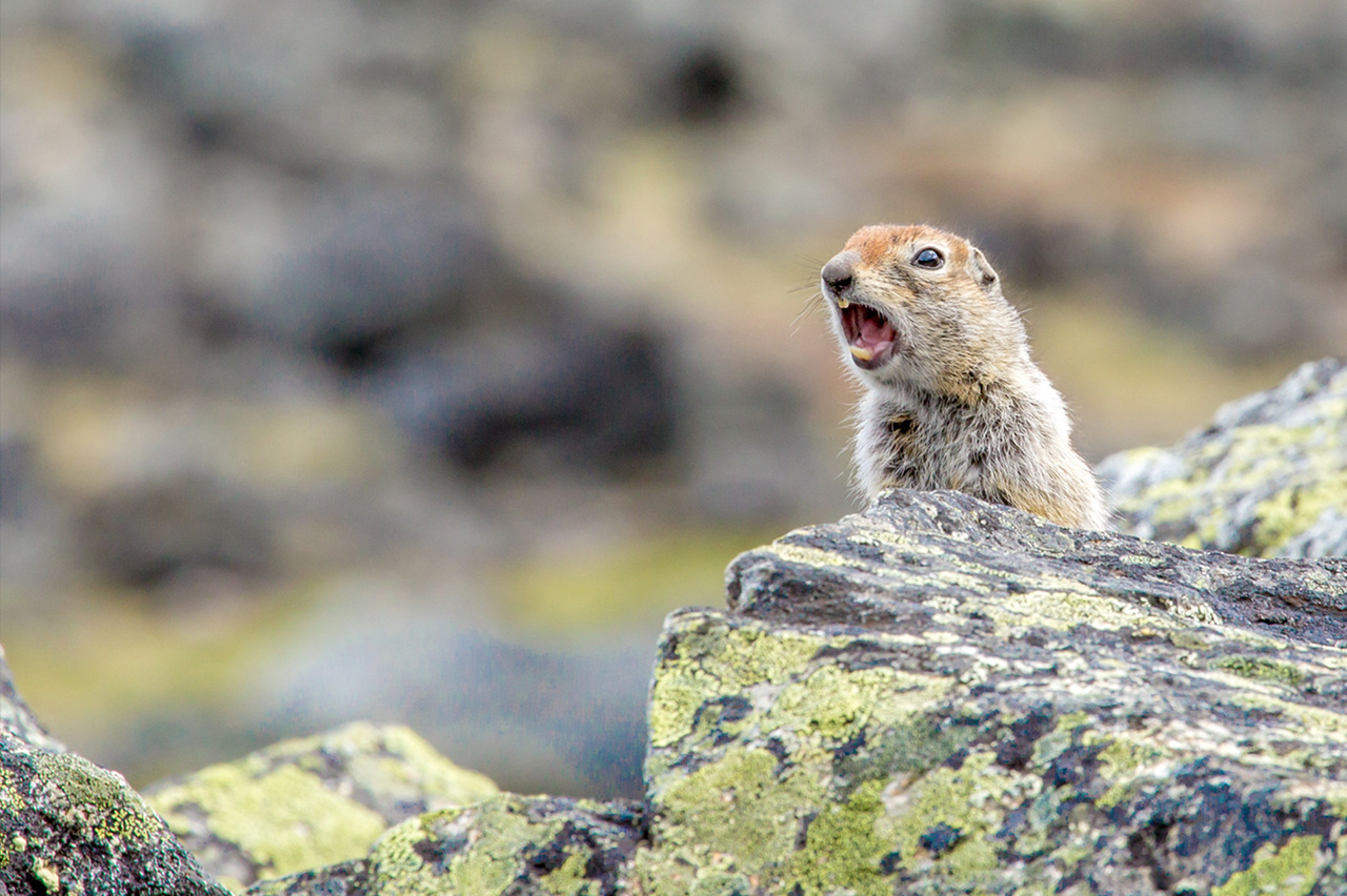 An image of a ground squirrel behind some lichen-covered rocks.
