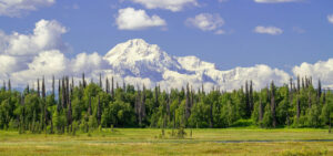 Denali seen from a green open marsh surrounded by spruce trees.