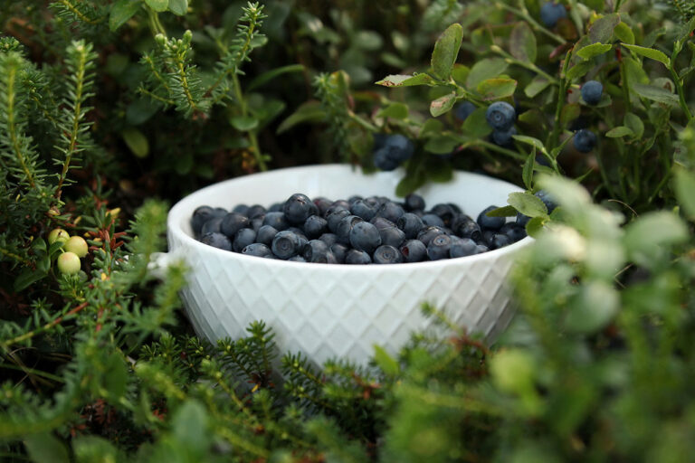 A bowl of blueberries in the midst of Alaskan boreal groundcover.