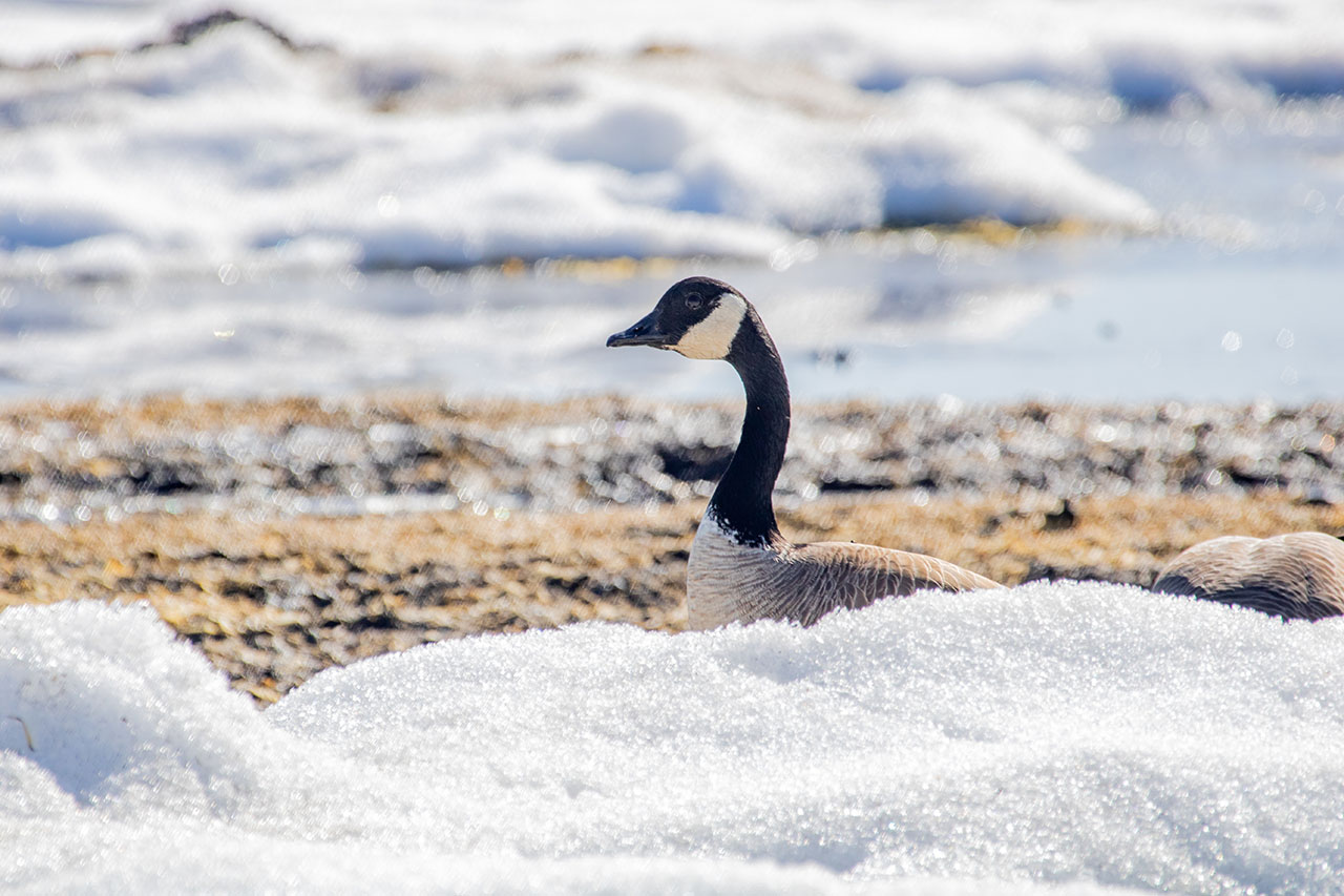 A Canada goose at Creamer's Field in Fairbanks during their northward spring migration on Saturday, April 20, 2024.